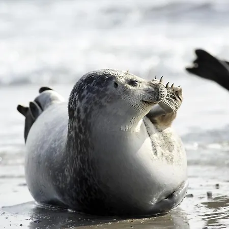 Apartment Am Sahlenburger As16 Cuxhaven